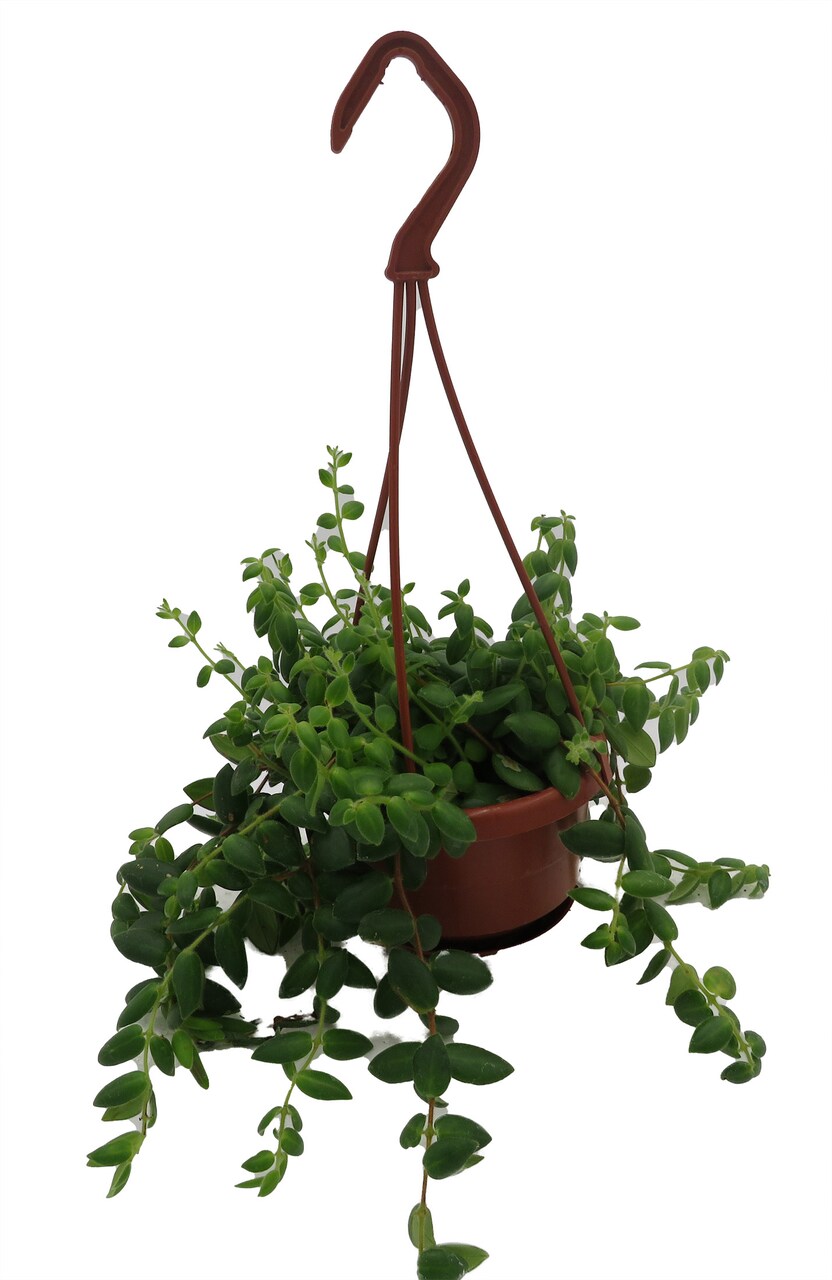 Small Leaf Lipstick Plant - 4" Mini Hanging Basket - Aeschynanthus lobbianus gracilis
